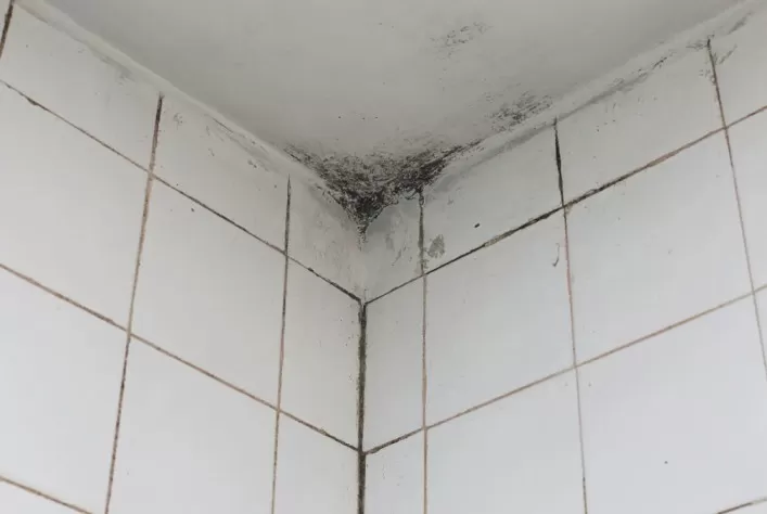 dampness on Bathroom Walls
